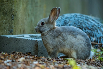 portrait of cute grey bunny resting besides a concrete block near a wall