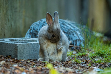 cute grey bunny licking its chest hair inside dark alleyway