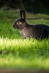 cute black rabbit eating grass  with sun  lights on its face.