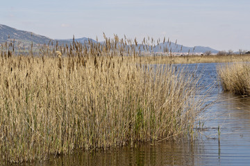 Daimiel tables in Ciudad Real. Lagoons with wooden walkway, blue sky. Natural Park of Castilla la Mancha. Spain, Europe

