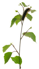 Closeup of a garden tiger moth, Arctia caja larva on birch twig isolated on white background