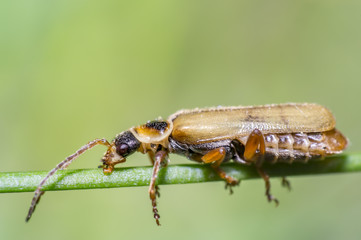 little beetle in the green nature season garden