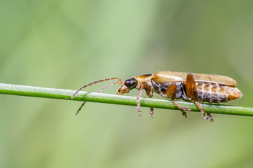 little beetle in the green nature season garden