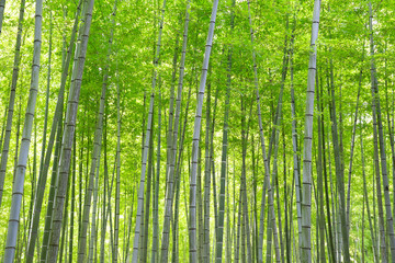 Bamboo forest in Japanese park