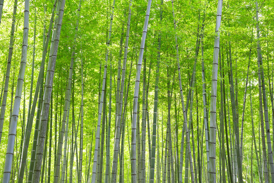 Bamboo forest in Japanese park