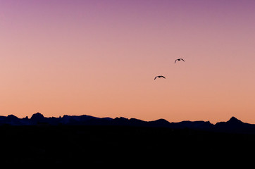 Seagulls silhouette at sunset