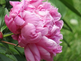 Peony with pink petals.