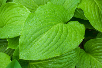 Green tropical leaves.