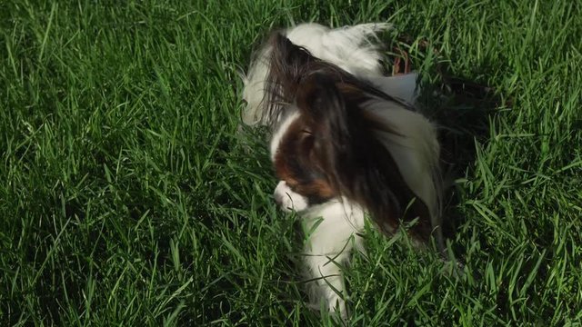 Beautiful dog Papillon lies on green lawn and eating grass stock footage video