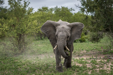 Obraz premium A young elephant bull mock charging_2