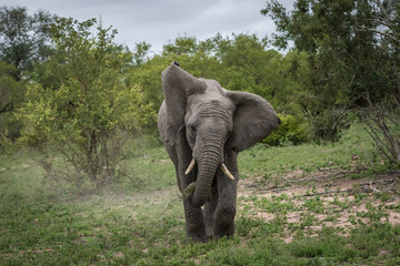 Fototapeta na wymiar A young teenage elephant bull charging_4