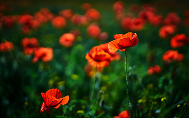 Selective focus on poppy flower, wild poppy flowers in natural green blurred spring background, selective focus