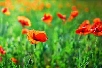 Selective focus on poppy flower, wild poppy flowers in natural green blurred spring background, selective focus