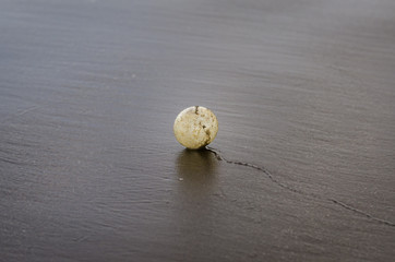Sea snail egg on the sand