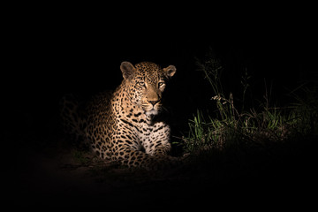 Male leopard in the spotlight