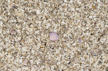 Broken sea shells texture 