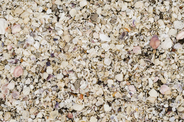 Broken sea shells texture
