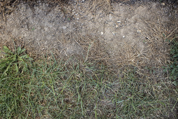 grass