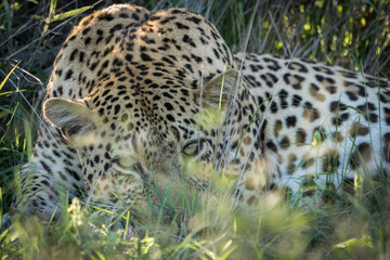 Shy male leopard