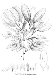 Illustration of plant