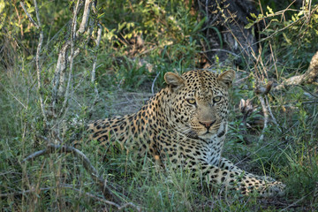 Beautiful big male leopard.