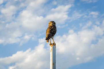 Owl standing on a pole