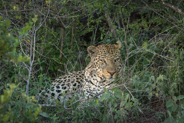 Fototapeta na wymiar Large leopard resting in the afternoon shade.