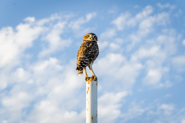 Owl standing on a pole