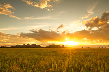 Fototapeta na wymiar Sunset view over paddy field for background