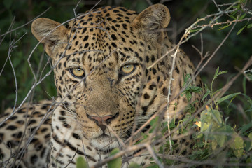 Close up of a huge male leopard.