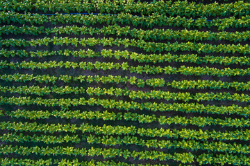 Aerial view   Rows of soil before planting.Tobacco farm pattern in a plowed field prepared © AlexPhototest