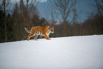 Siberian Tiger in the snow (Panthera tigris)