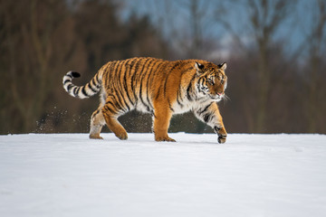 Siberian Tiger in the snow (Panthera tigris)