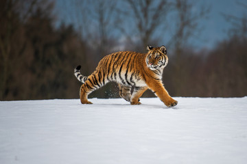 Siberian Tiger in the snow (Panthera tigris)
