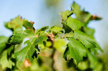 Grape leaves close up