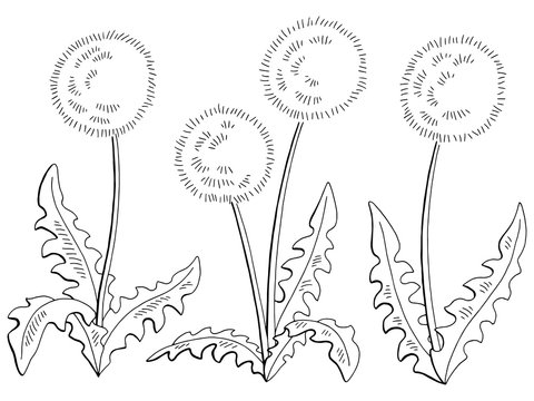 Dandelion taraxacum flower graphic black white isolated sketch set illustration vector