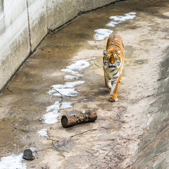 Naklejka premium The Siberian tiger, also called the Amur tiger, walks around the aviary on a winter day.