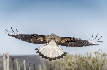 Prey bird with spread wings
