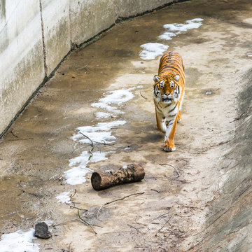 The Siberian tiger, also called the Amur tiger, walks around the aviary on a winter day.