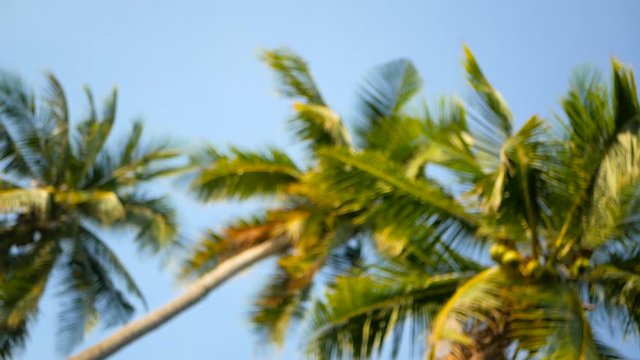 Coconut palm trees crowns against blue sunny sky perspective view from the ground. Tropical travel background landscape at paradise coast. Summer beach nature scene with green leaves sway in the wind