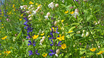 Green mountain meadow with colorful wildflowers