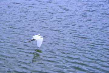 white bird flying over the river