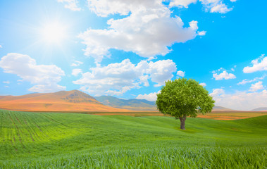 Green grass field with cloudy bright blue sky