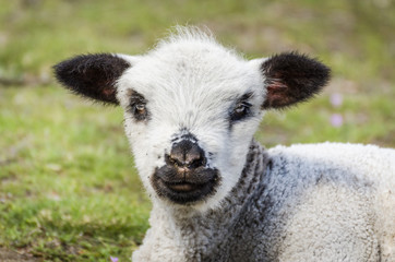 Cute little sheep