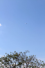 A sunny and clear day. With perfect blue sky, white cloud, and green trees and leaves