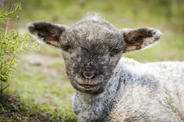 Obraz premium Cute little sheep