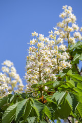 Flowering chestnut horse. White bunches of chestnut flowers on blue sky background, Ukraine