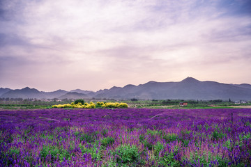 Fototapeta premium A lavender garden in full bloom