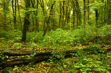 Herbstlich gefärbter Wald