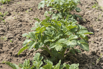 young potato shoots in the garden in June.